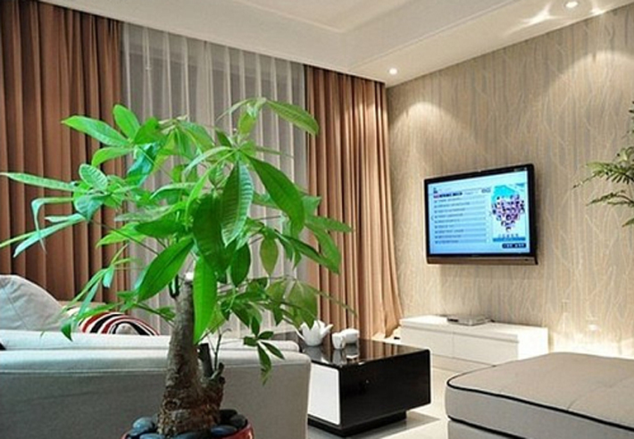 客厅摆放什么植物才能使客厅充满生气呢?